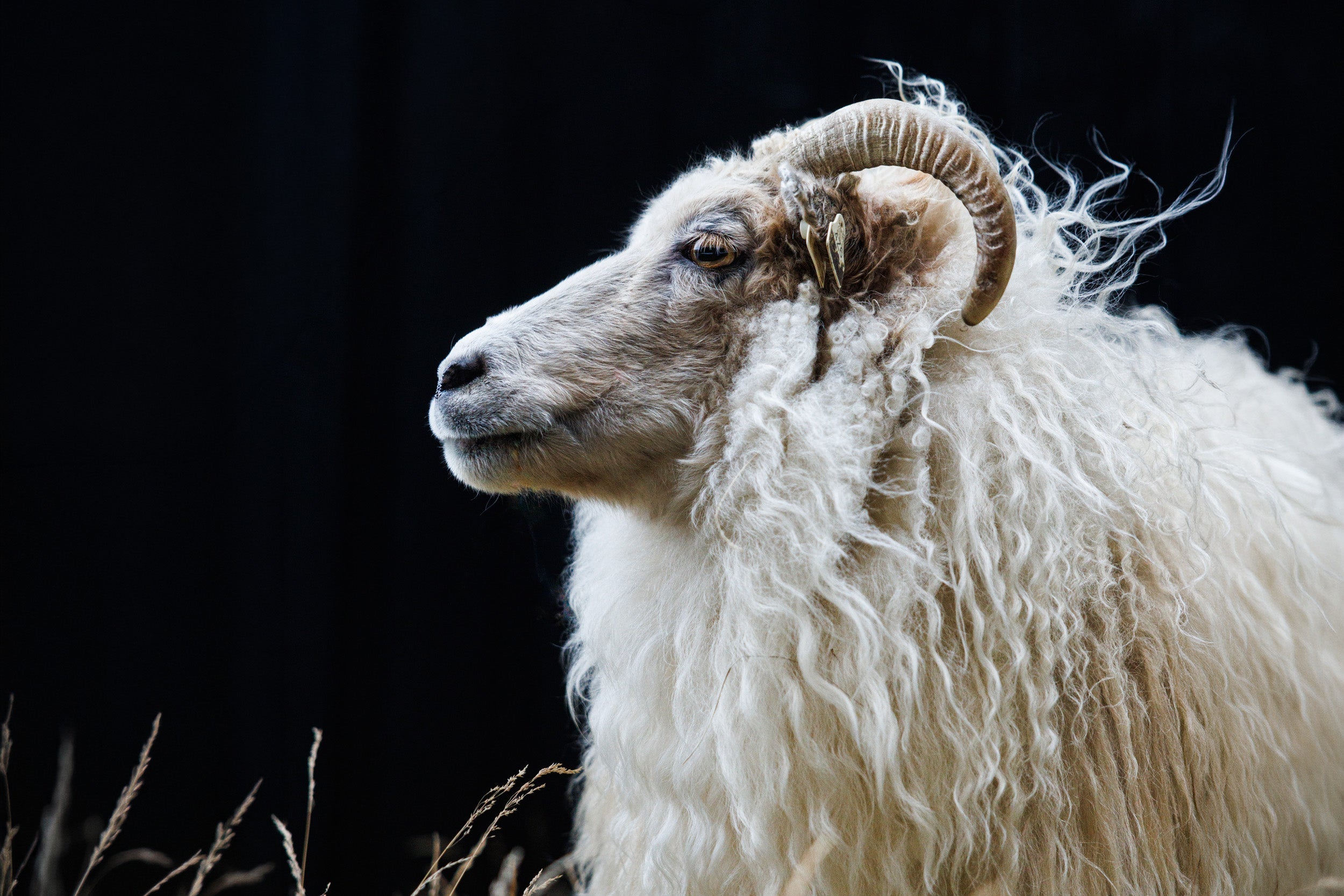 Why Icelandic Wool?